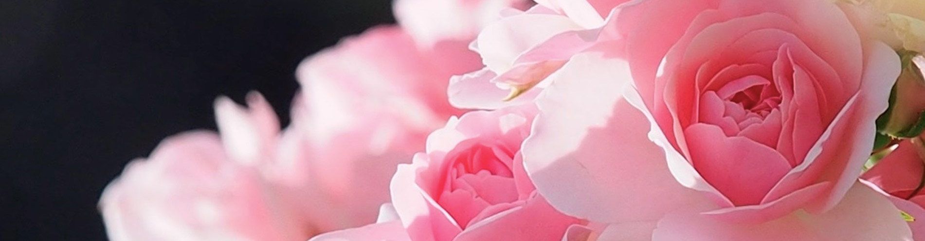 Photo de fleurs rose - Naturopathe cancer